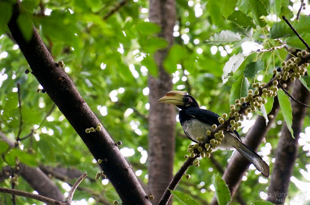 Oriental Pied-Hornbill - Pattaraporn Vangtal