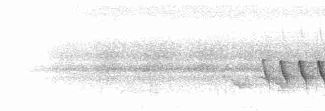 Kara Kulaklı Kasapkuşu - ML280708