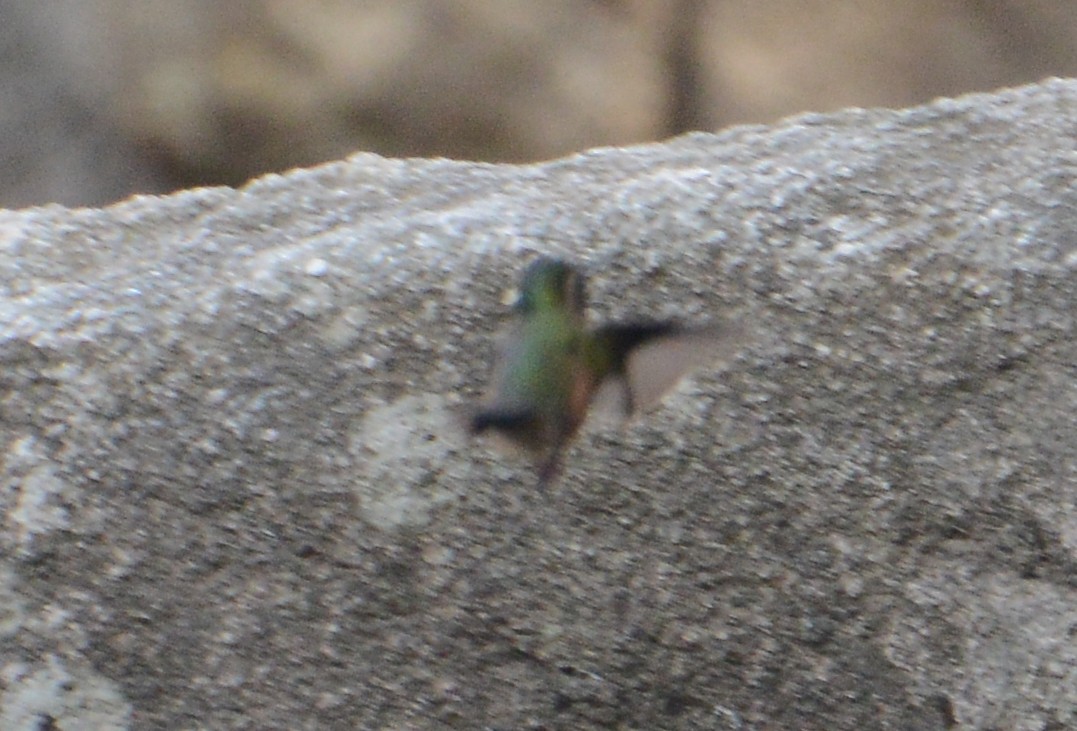 Speckled Hummingbird - ML280709371