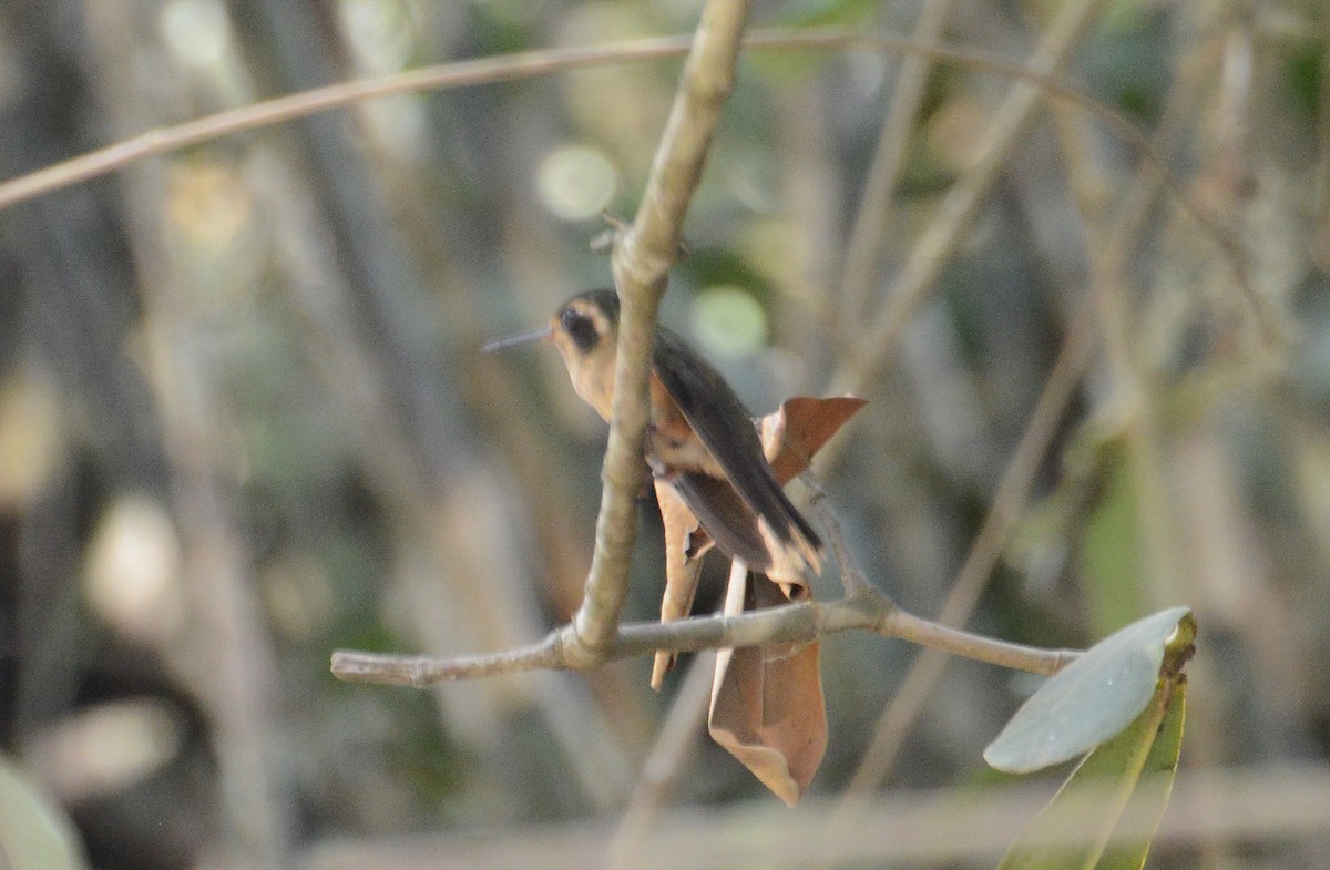 Speckled Hummingbird - Bill Telfair