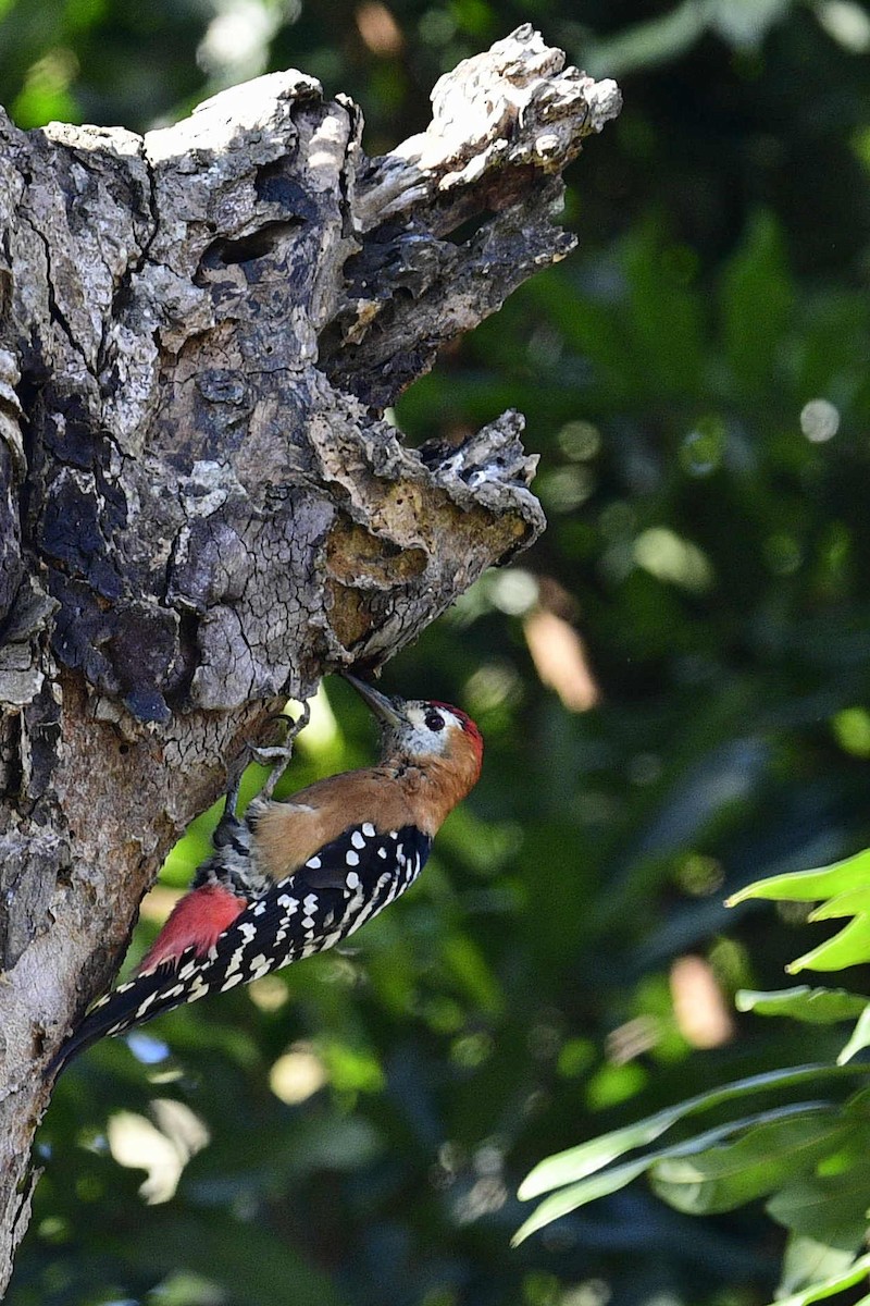 Rufous-bellied Woodpecker - Xueyan Guan