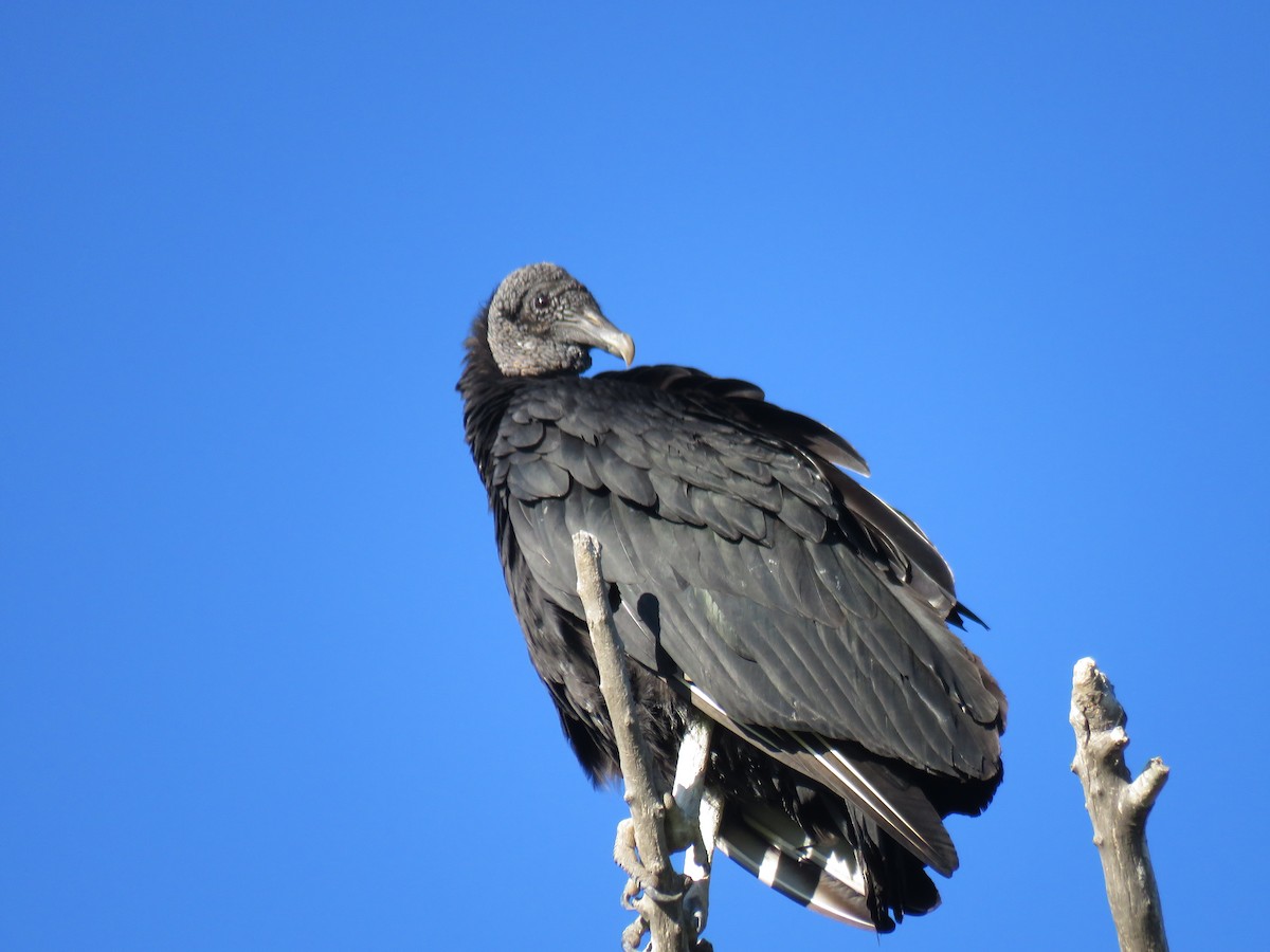 Black Vulture - Julián Tocce