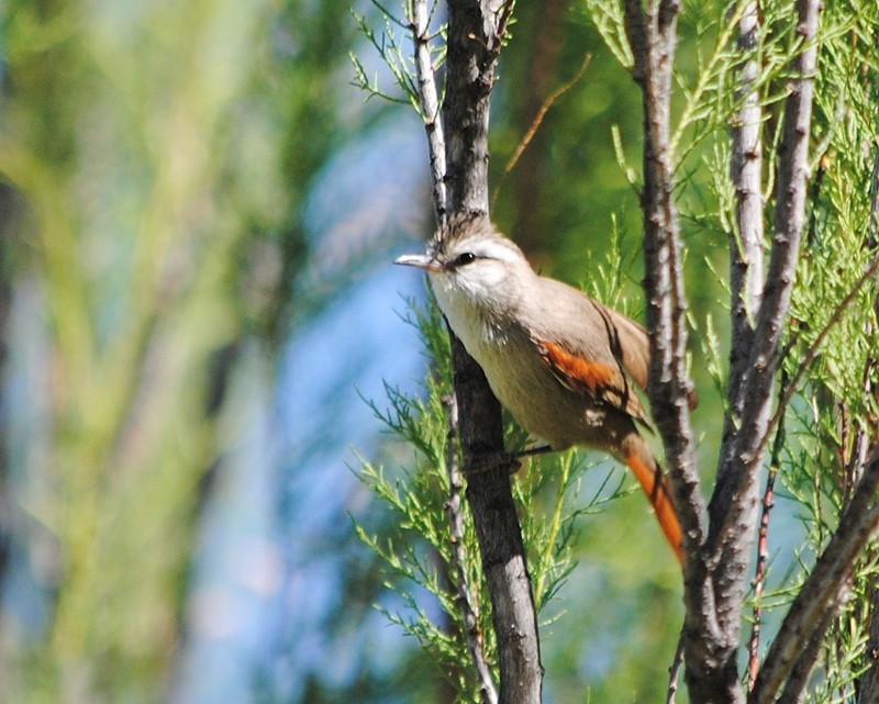 Stripe-crowned Spinetail - Julián Tocce