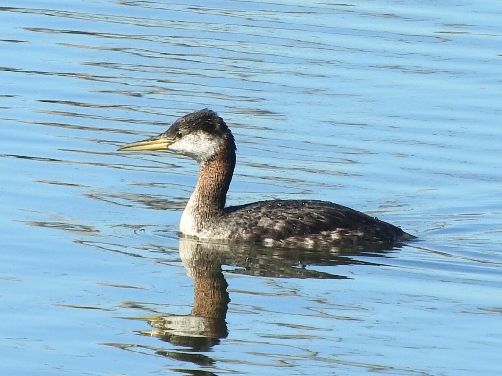 Red-necked Grebe - ML280713961