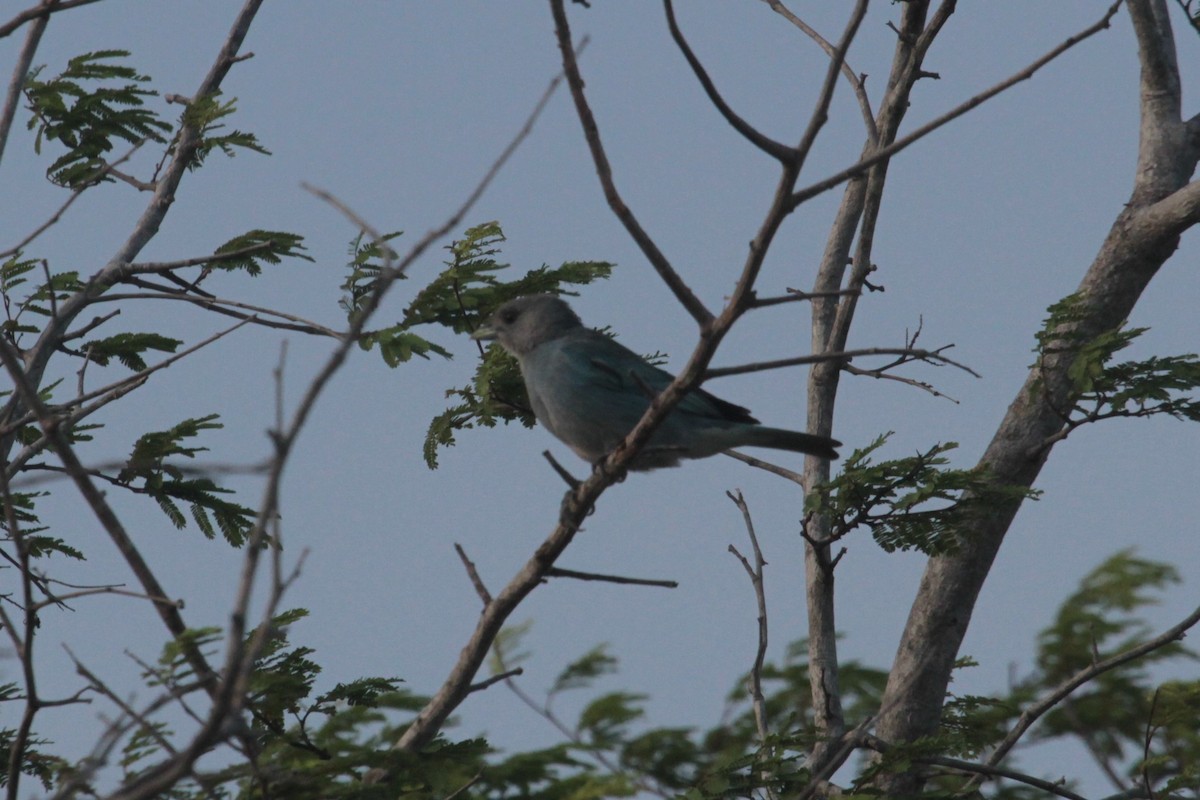 Glaucous Tanager - ML280716131