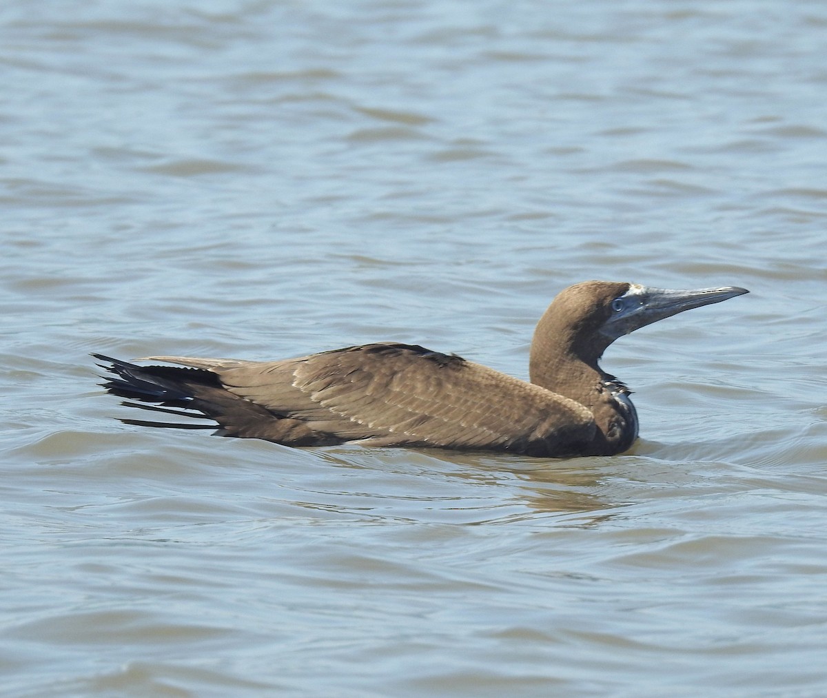 Brown Booby - ML280717691