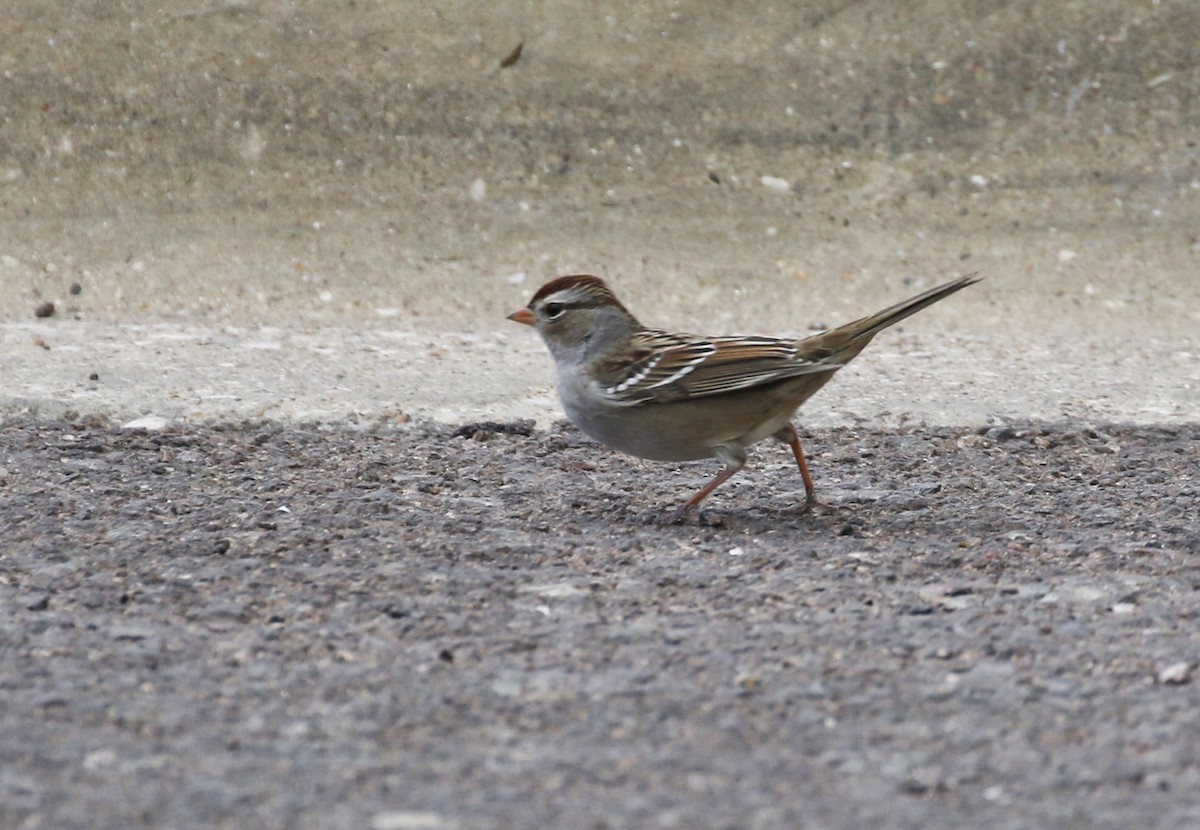 White-crowned Sparrow - ML280720461