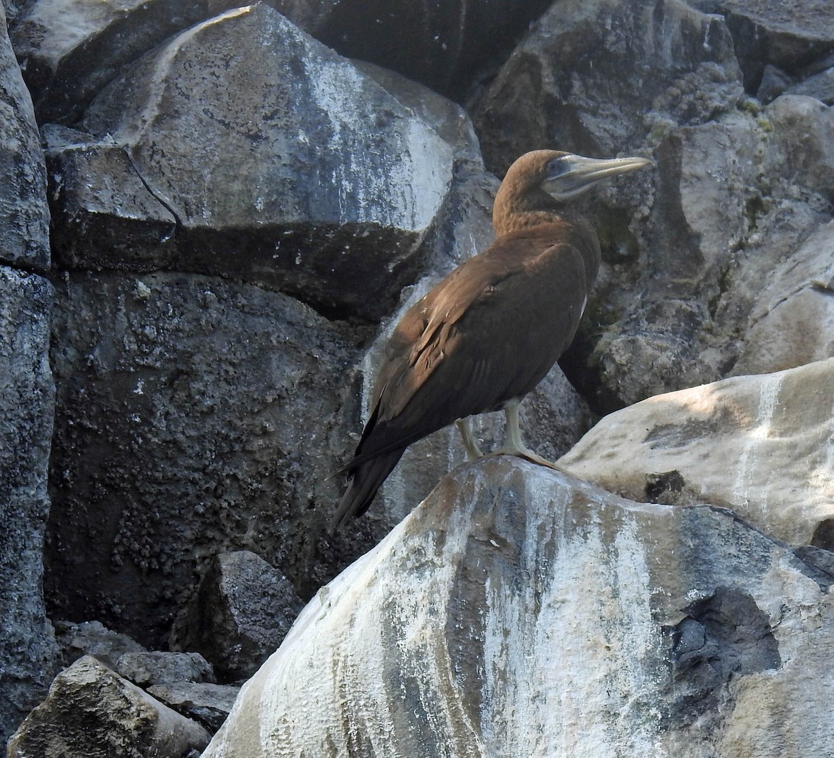 Brown Booby - ML280722021