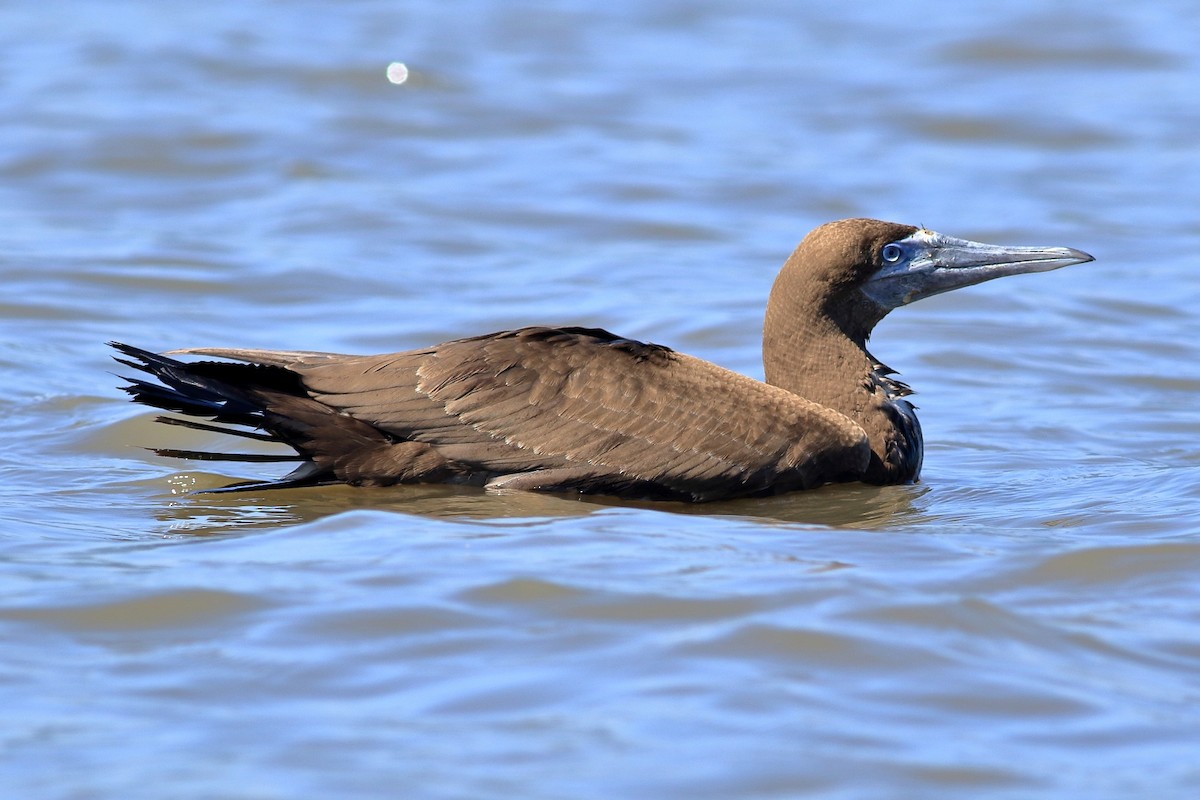 Brown Booby - ML280725641