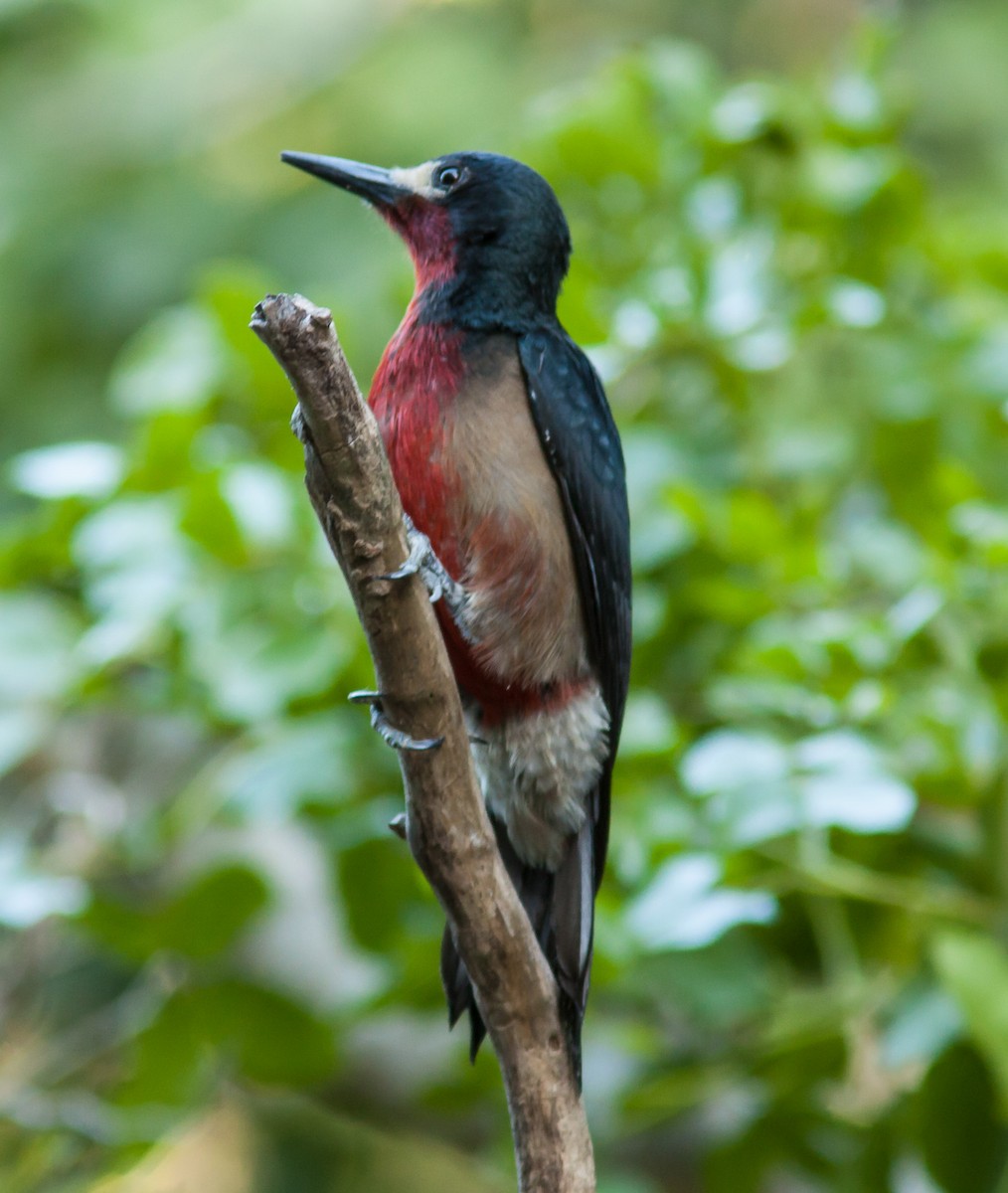 Puerto Rican Woodpecker - ML280730431