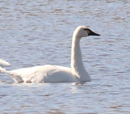 Tundra Swan - ML280730651