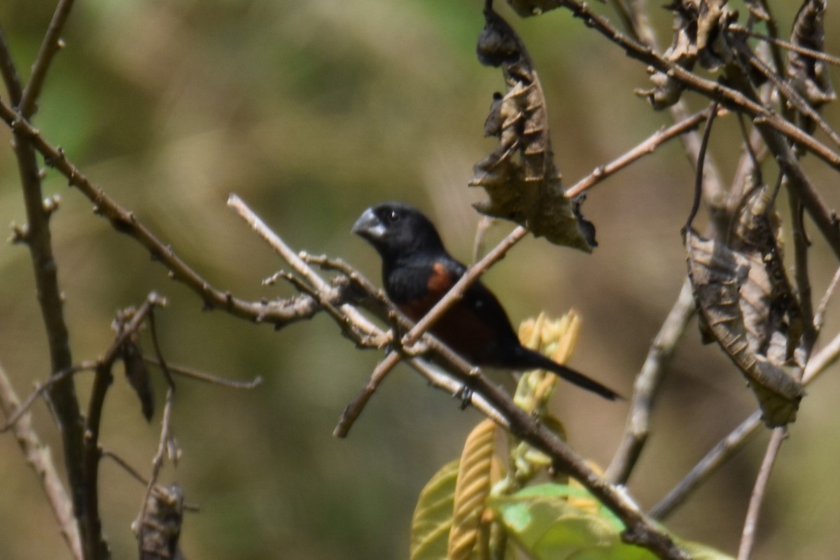 Chestnut-bellied Seed-Finch - Miles Tomlinson