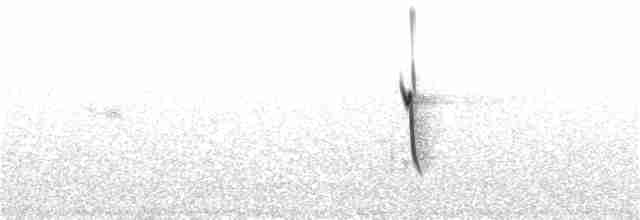 Bristle-crowned Starling - ML28073591