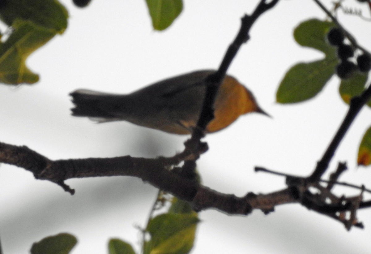 Prothonotary Warbler - ML280736071