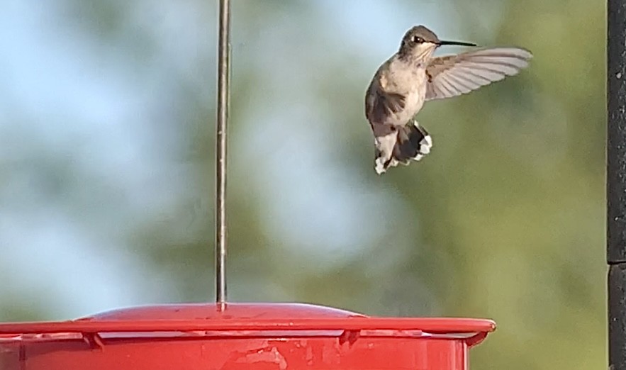 Black-chinned Hummingbird - Alex Eberts