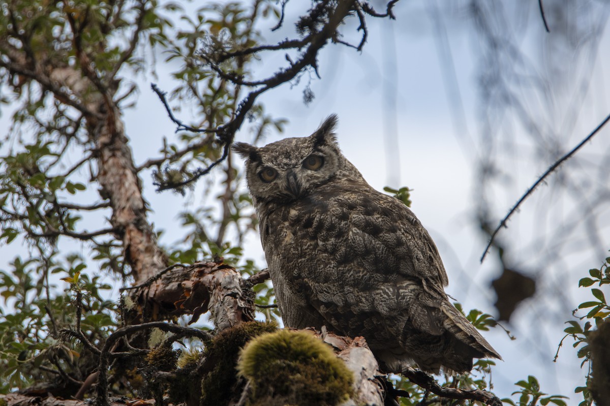 Lesser Horned Owl - David F. Belmonte