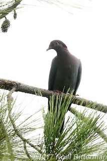 Scaly-naped Pigeon, ML280740961
