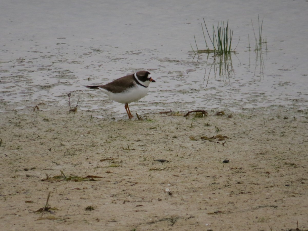 Semipalmated Plover - Thomas Collins