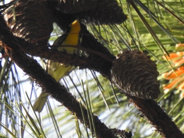 Yellow-throated Warbler - Gustavo Rojas