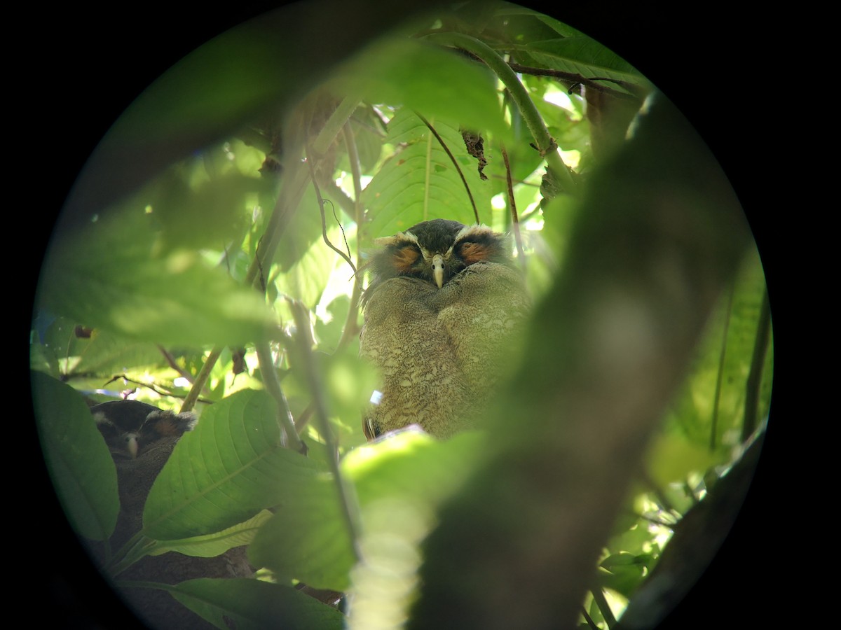 Crested Owl - ML280745931