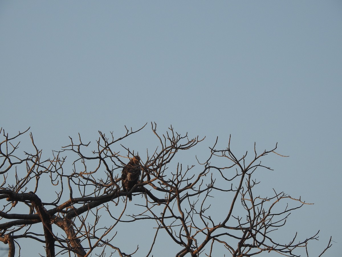 Changeable Hawk-Eagle (Crested) - Sannidhya De
