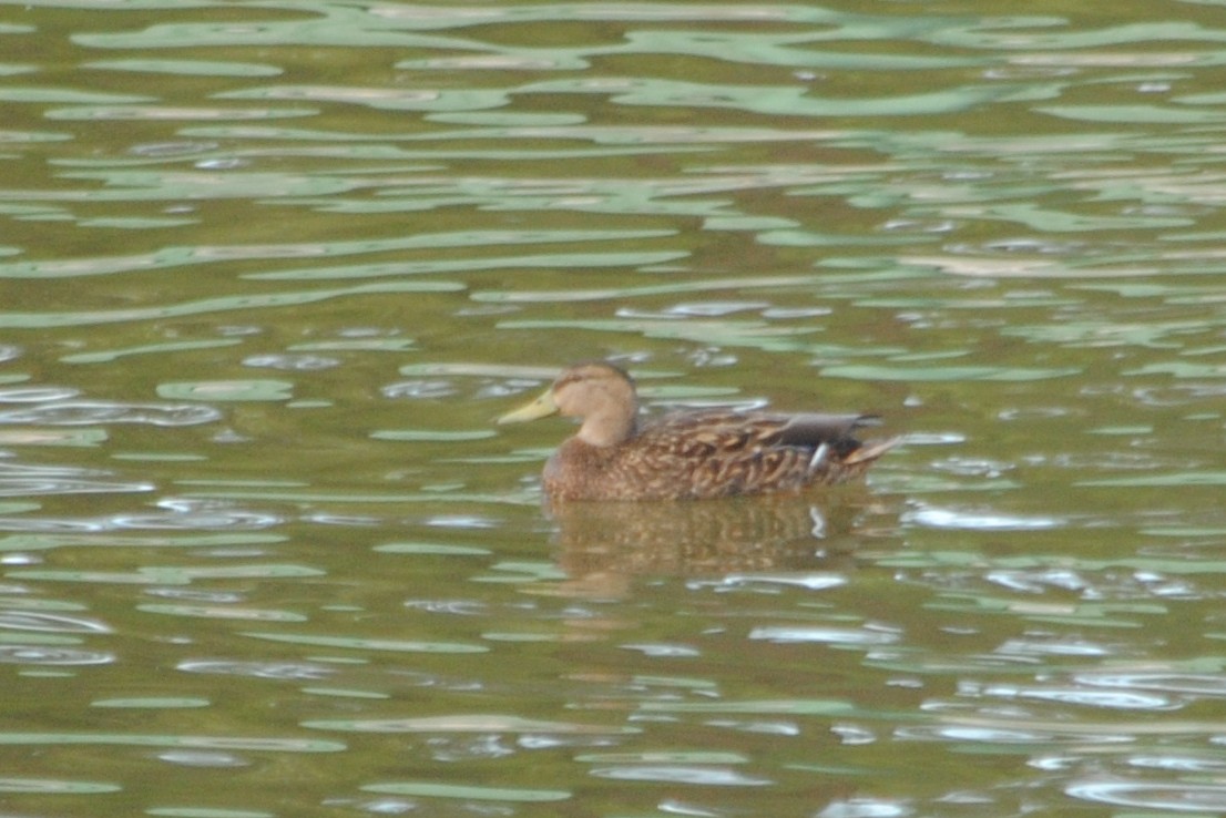 Mexican Duck - ML28075861