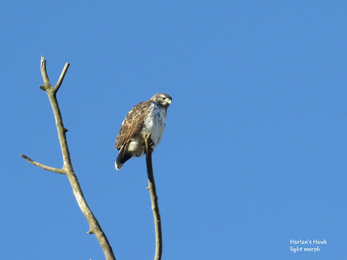 Red-tailed Hawk - ML280760421