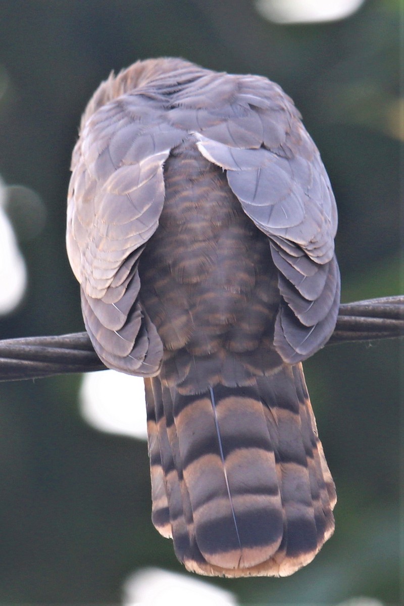 Common Hawk-Cuckoo - ML280761971