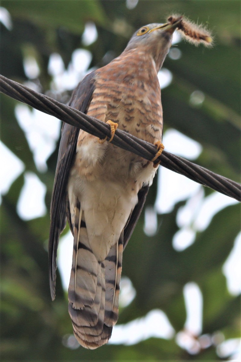 Common Hawk-Cuckoo - ML280761991