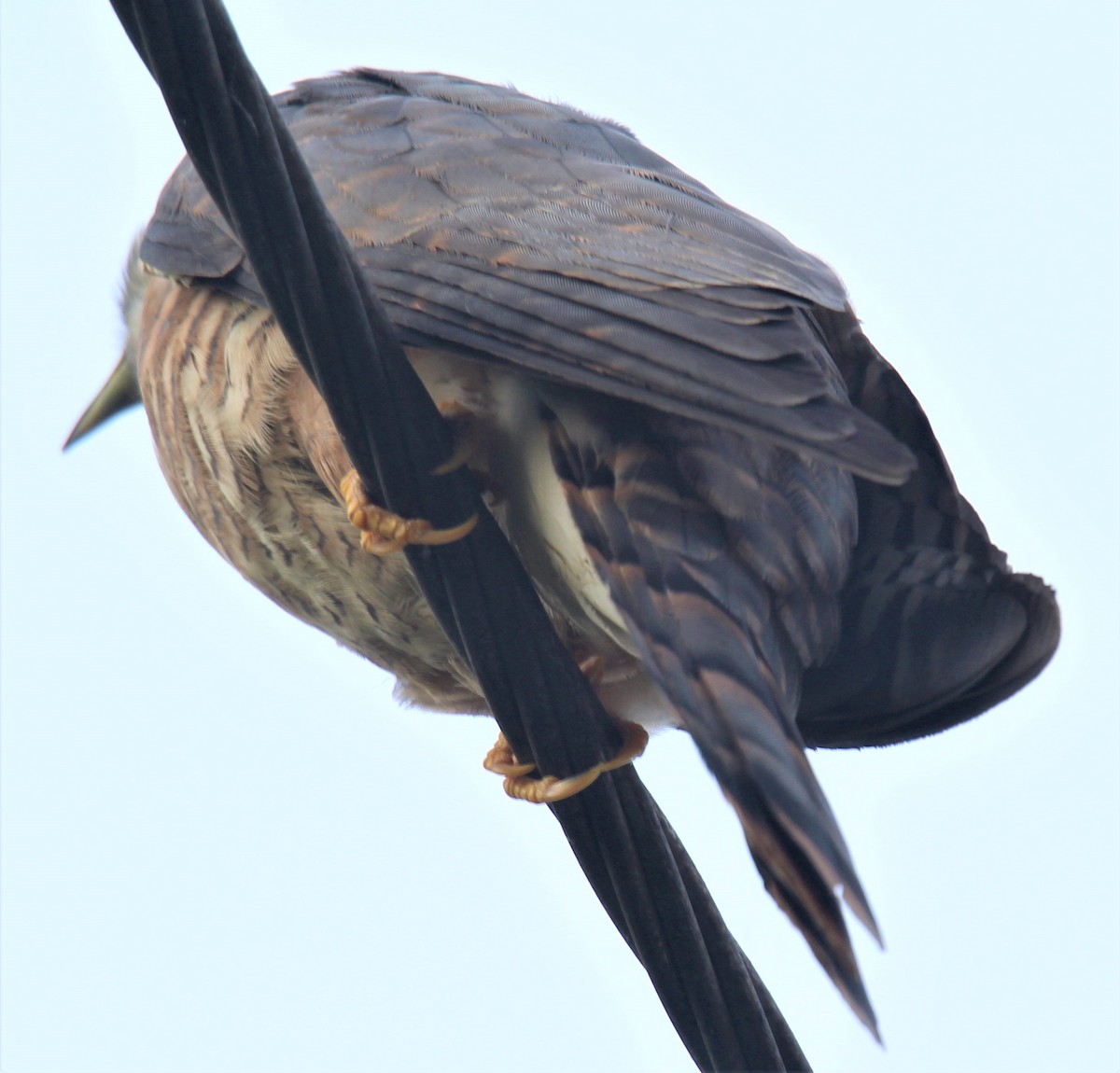 Common Hawk-Cuckoo - ML280762011