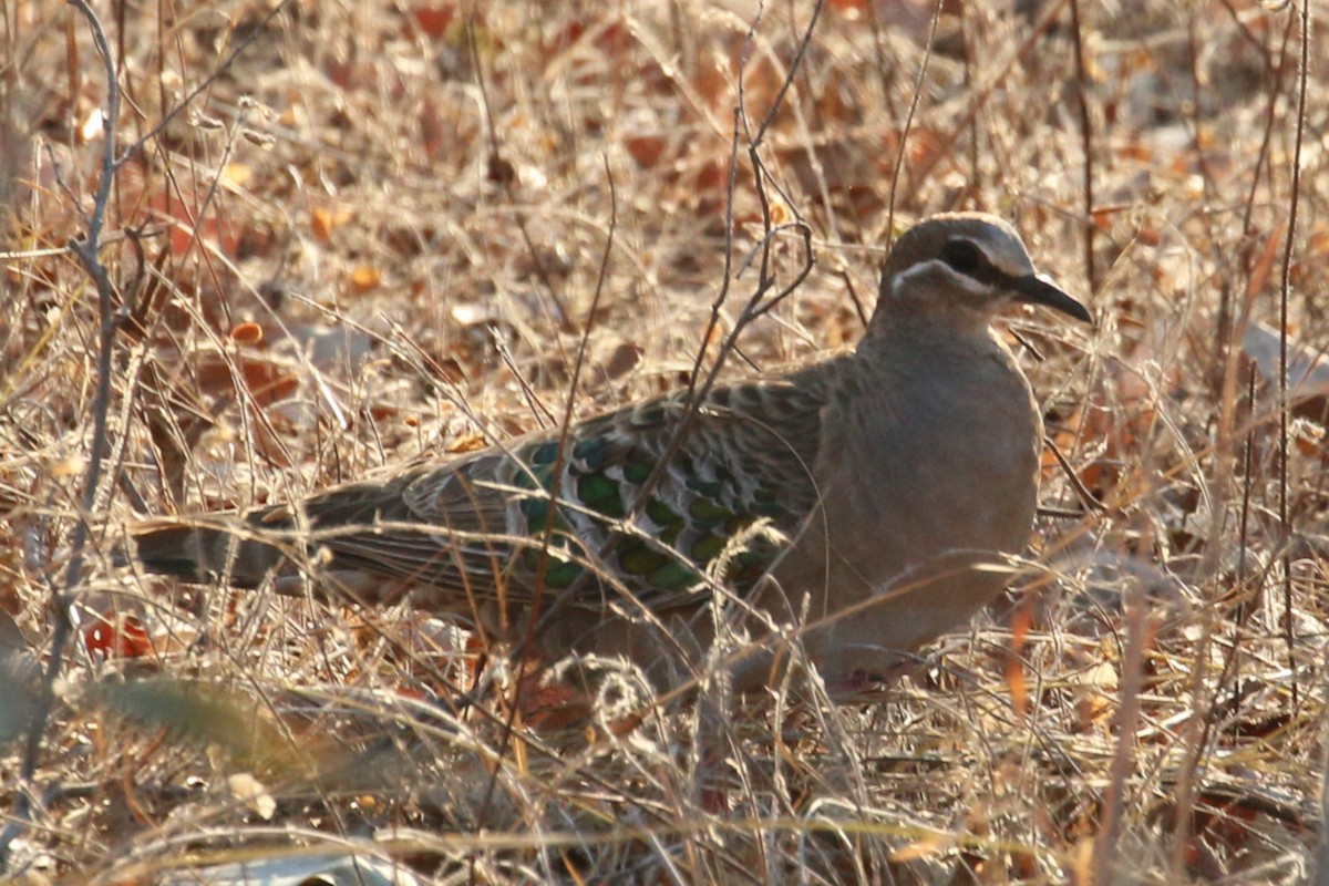 Common Bronzewing - Leith Woodall