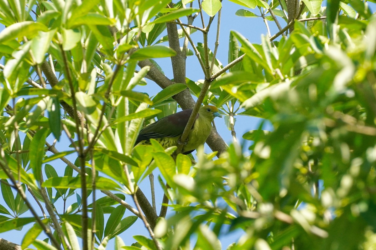 Whistling Green-Pigeon - ML280774671