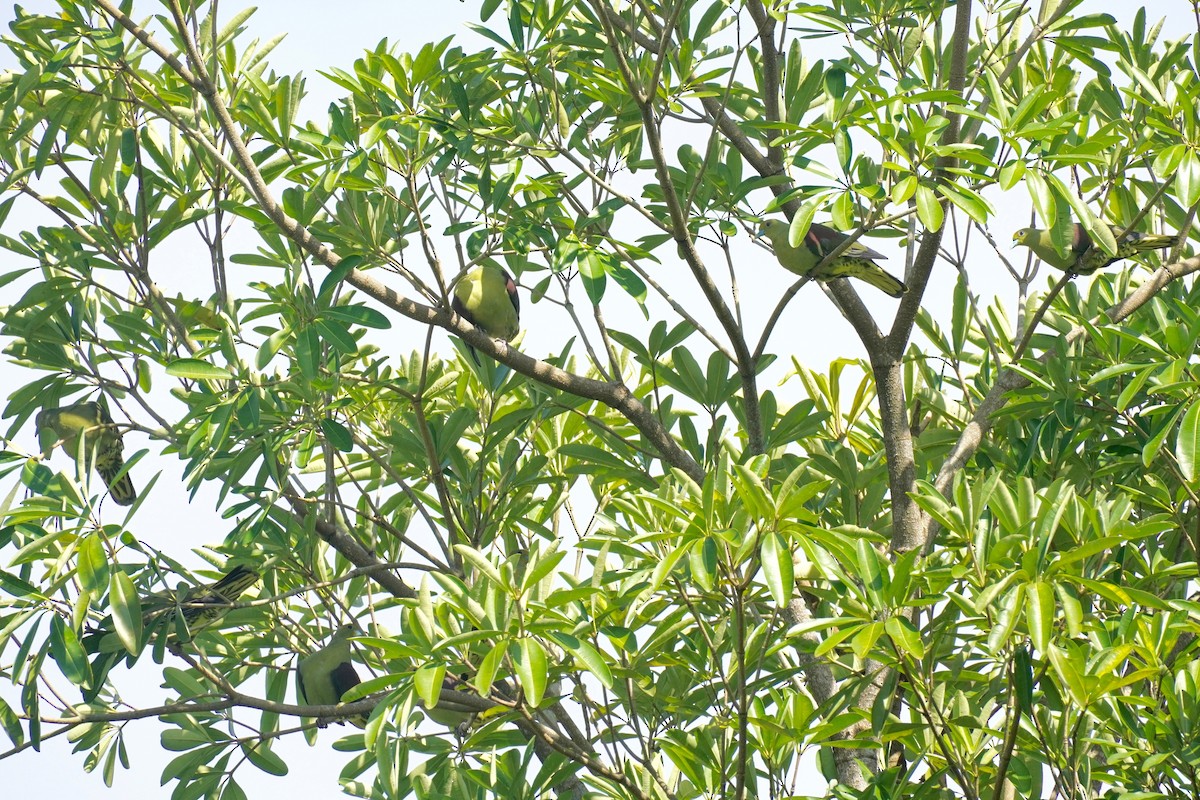 Whistling Green-Pigeon - ML280774711