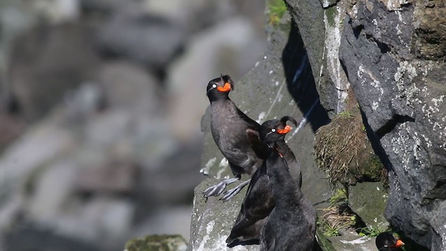 Crested Auklet - ML280777131