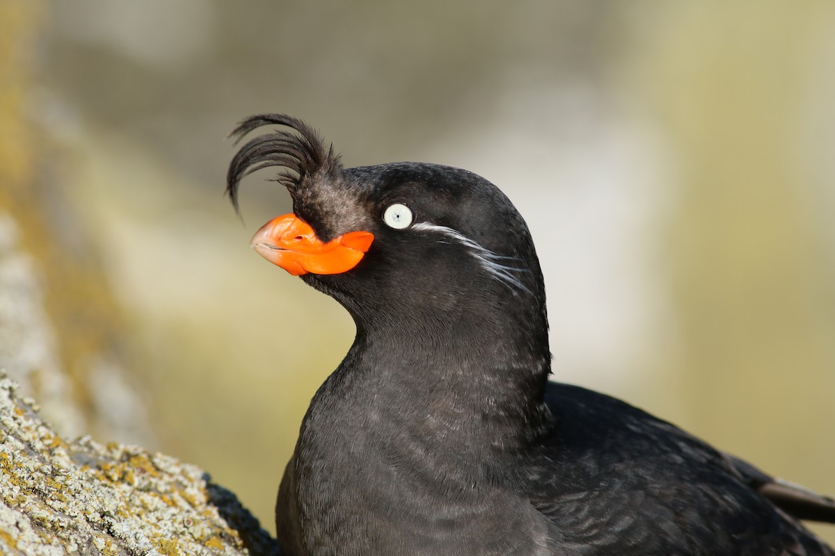 Crested Auklet - ML280777261