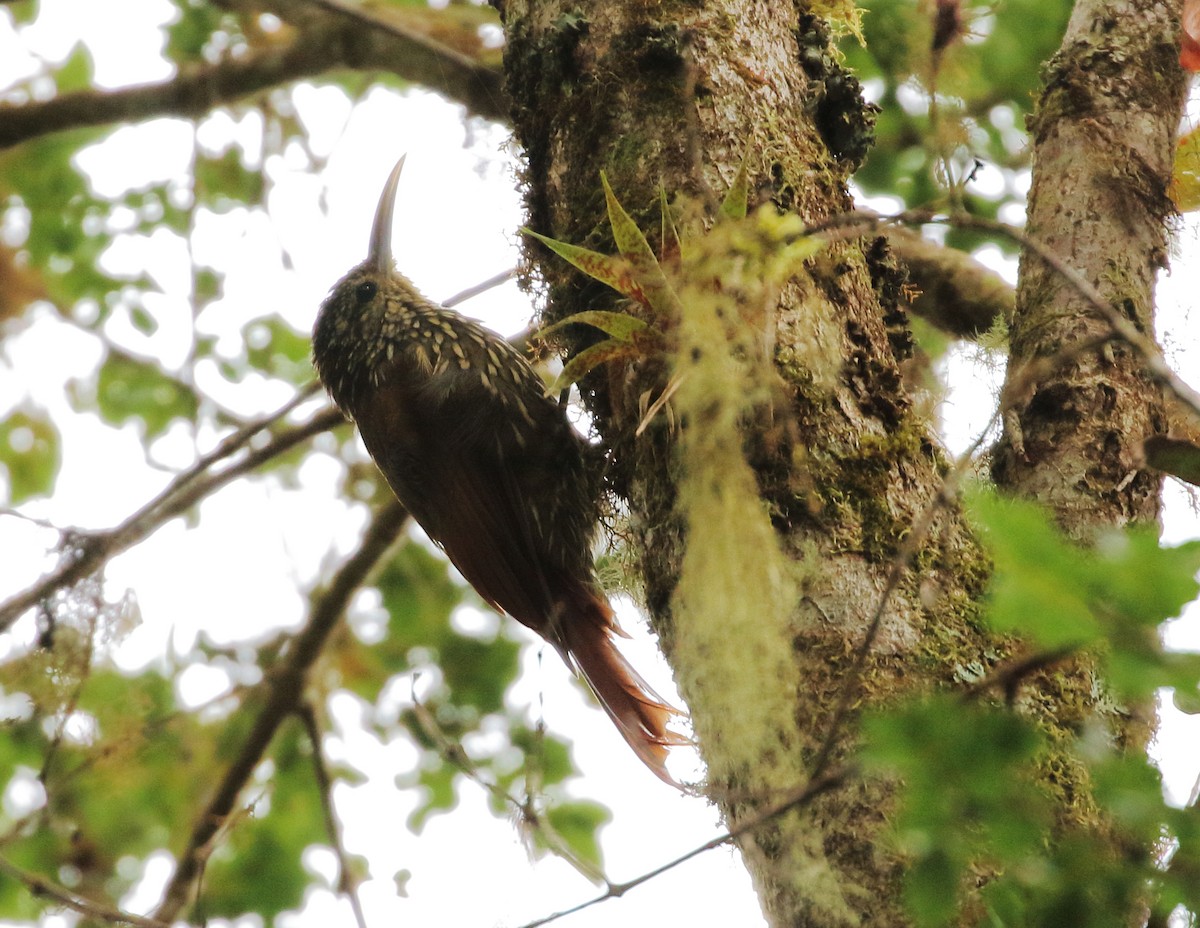 Spot-crowned Woodcreeper (Southern) - ML280781291