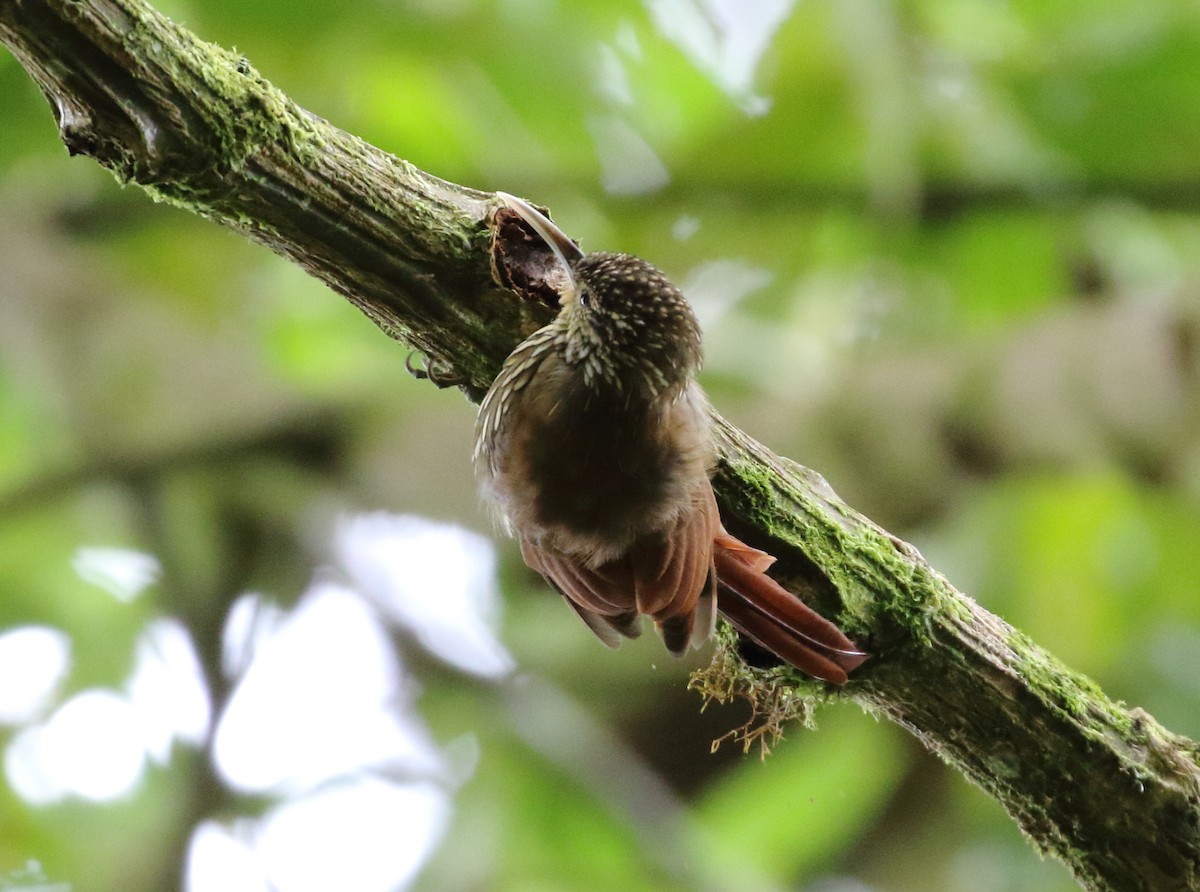 Spot-crowned Woodcreeper (Southern) - ML280782381