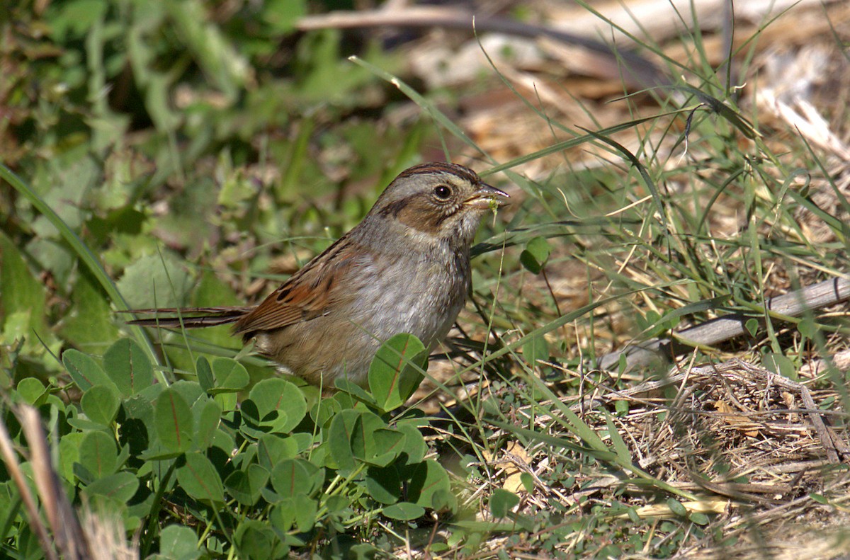 Swamp Sparrow - ML280786561