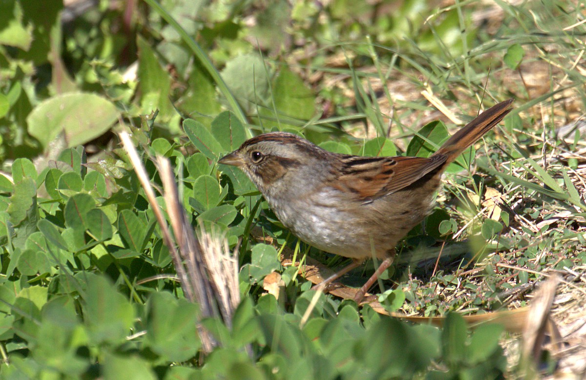 Swamp Sparrow - ML280786571