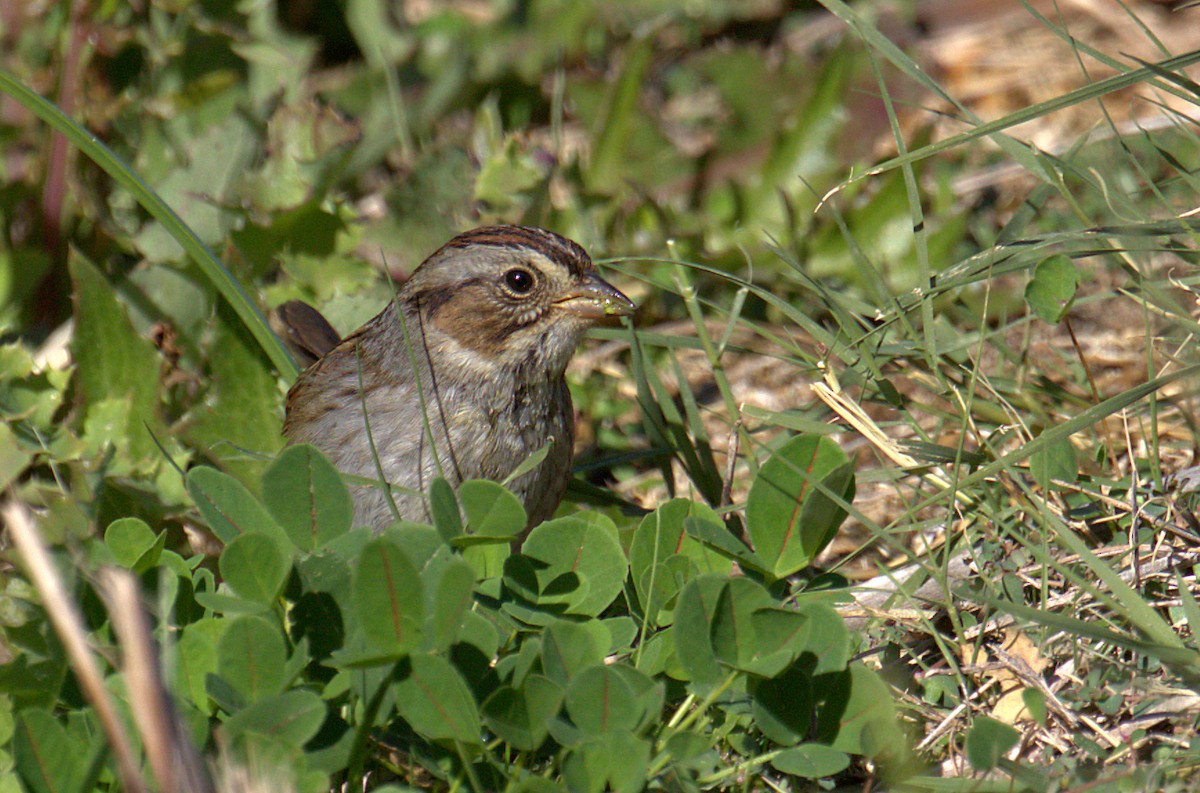 Swamp Sparrow - ML280786581