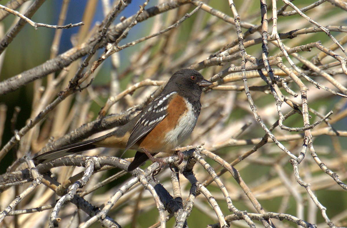 Spotted Towhee - ML280786621