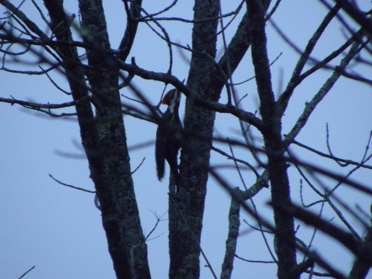 Pileated Woodpecker - ML28078711