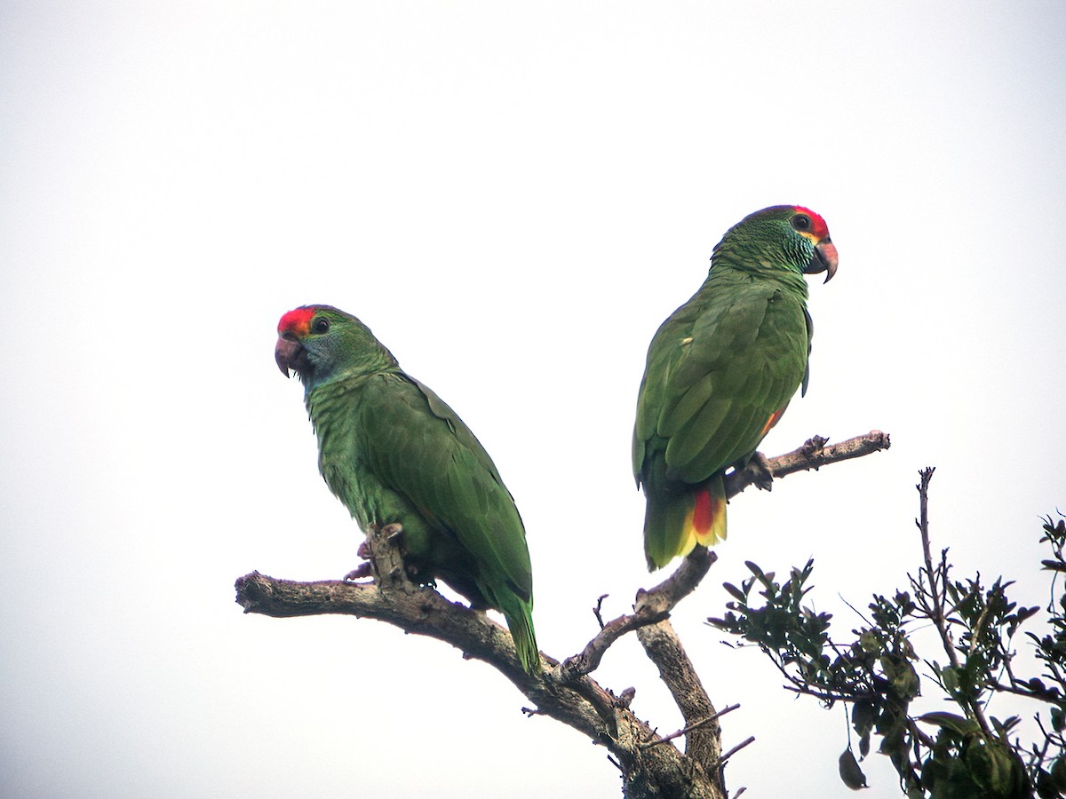 Red-browed Parrot - ML280788191