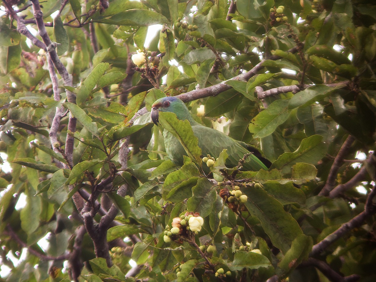 amazoňan modrobradý (ssp. festiva) - ML280789201