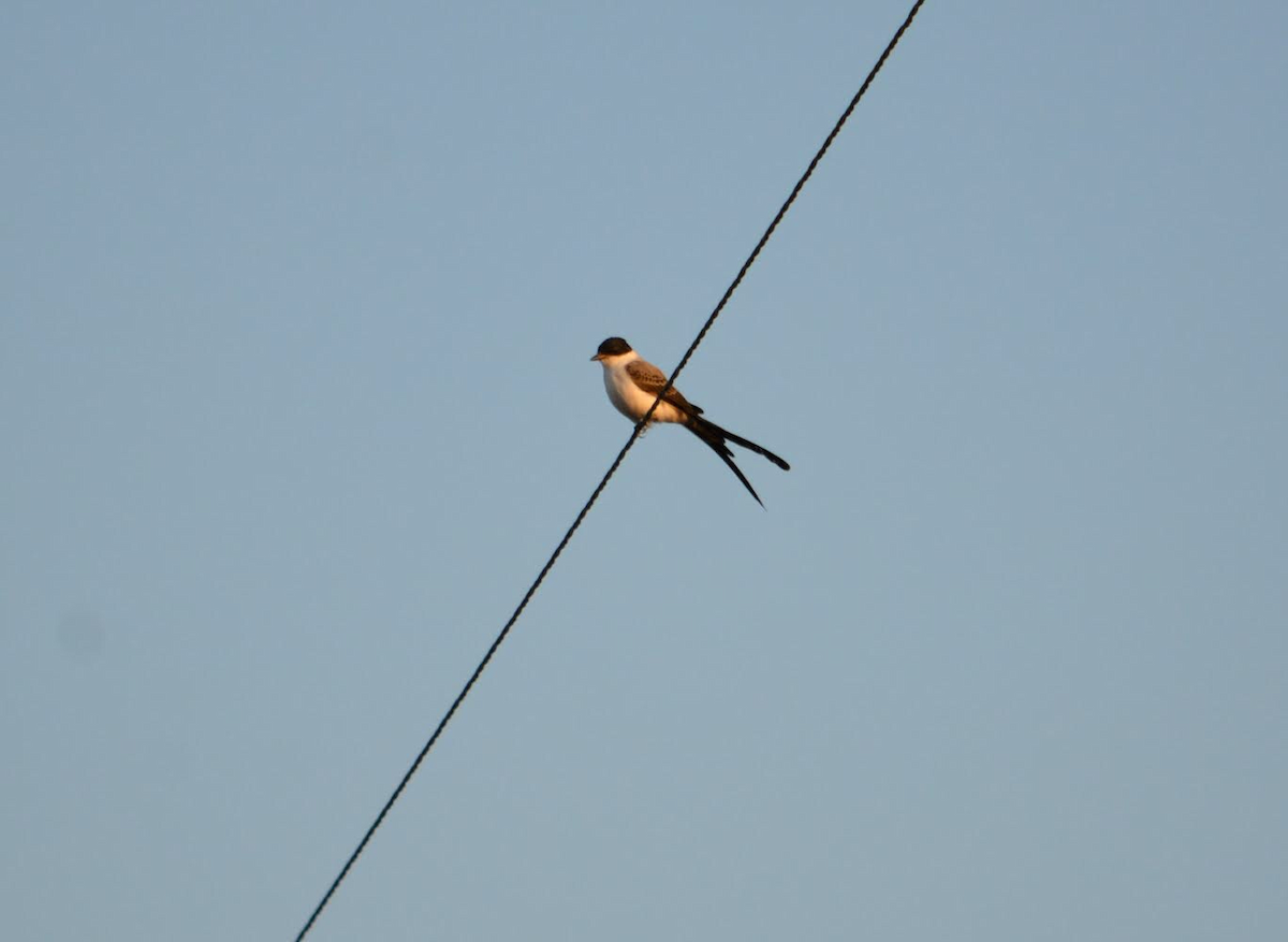 Fork-tailed Flycatcher - ML280790881