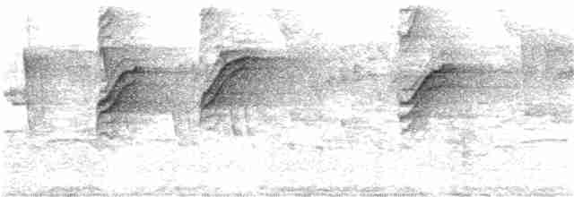 Chalk-browed Mockingbird - ML280797111