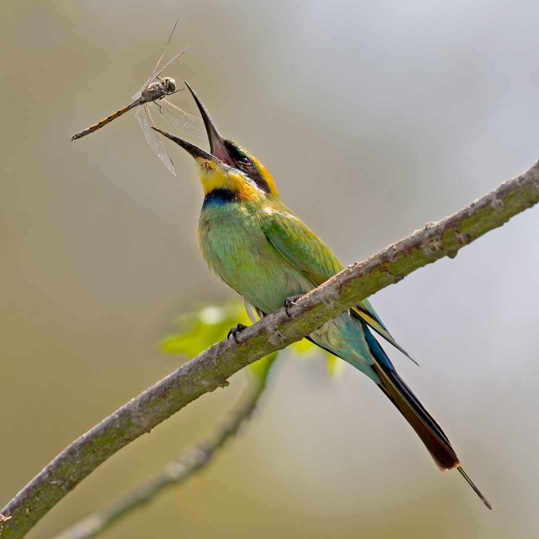 Rainbow Bee-eater - ML280798361