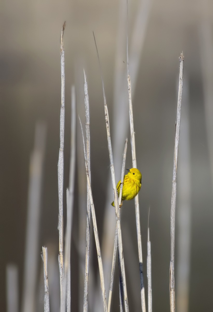 Yellow Warbler - Carl Giometti 🍹
