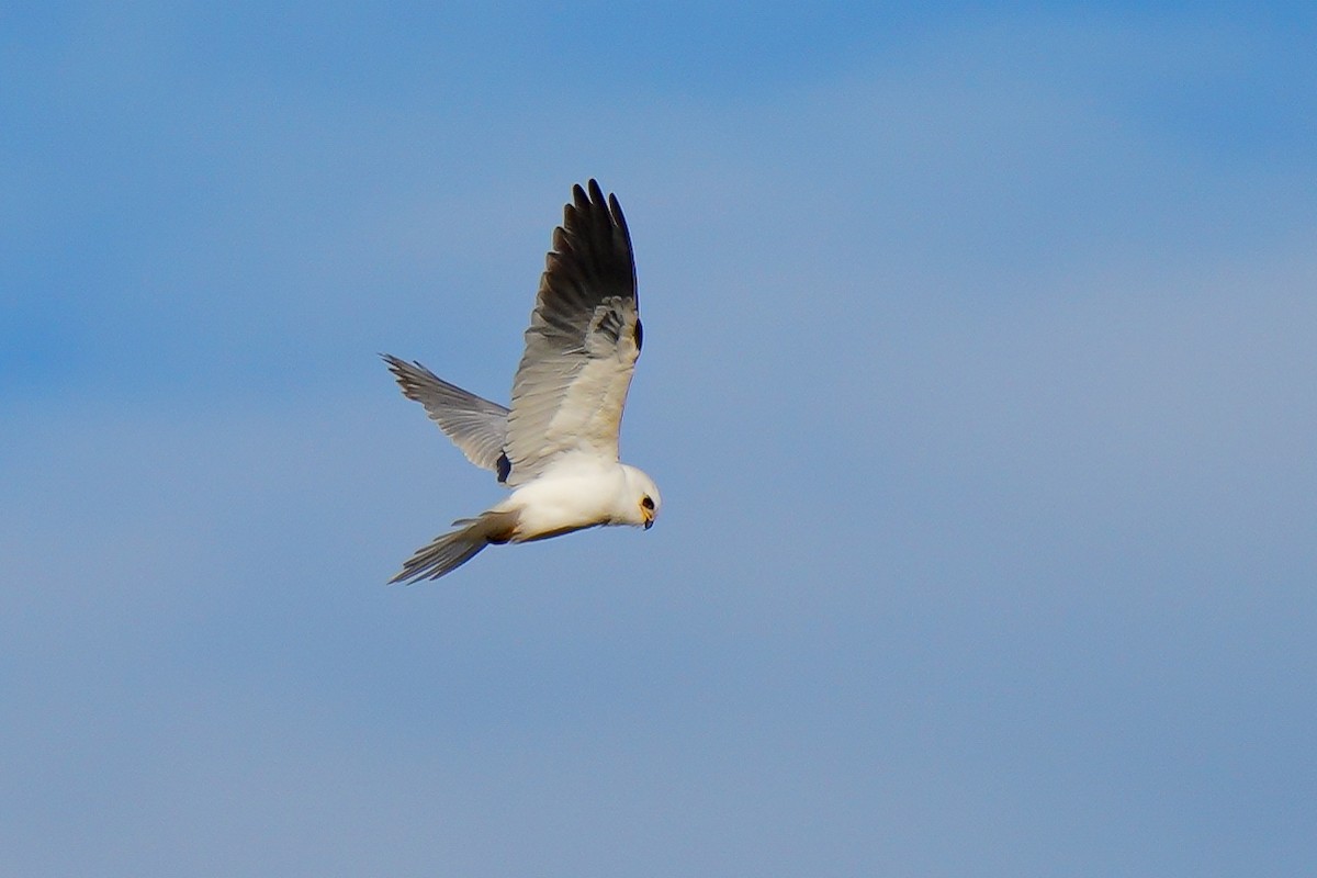 White-tailed Kite - Luis Piñeyrua