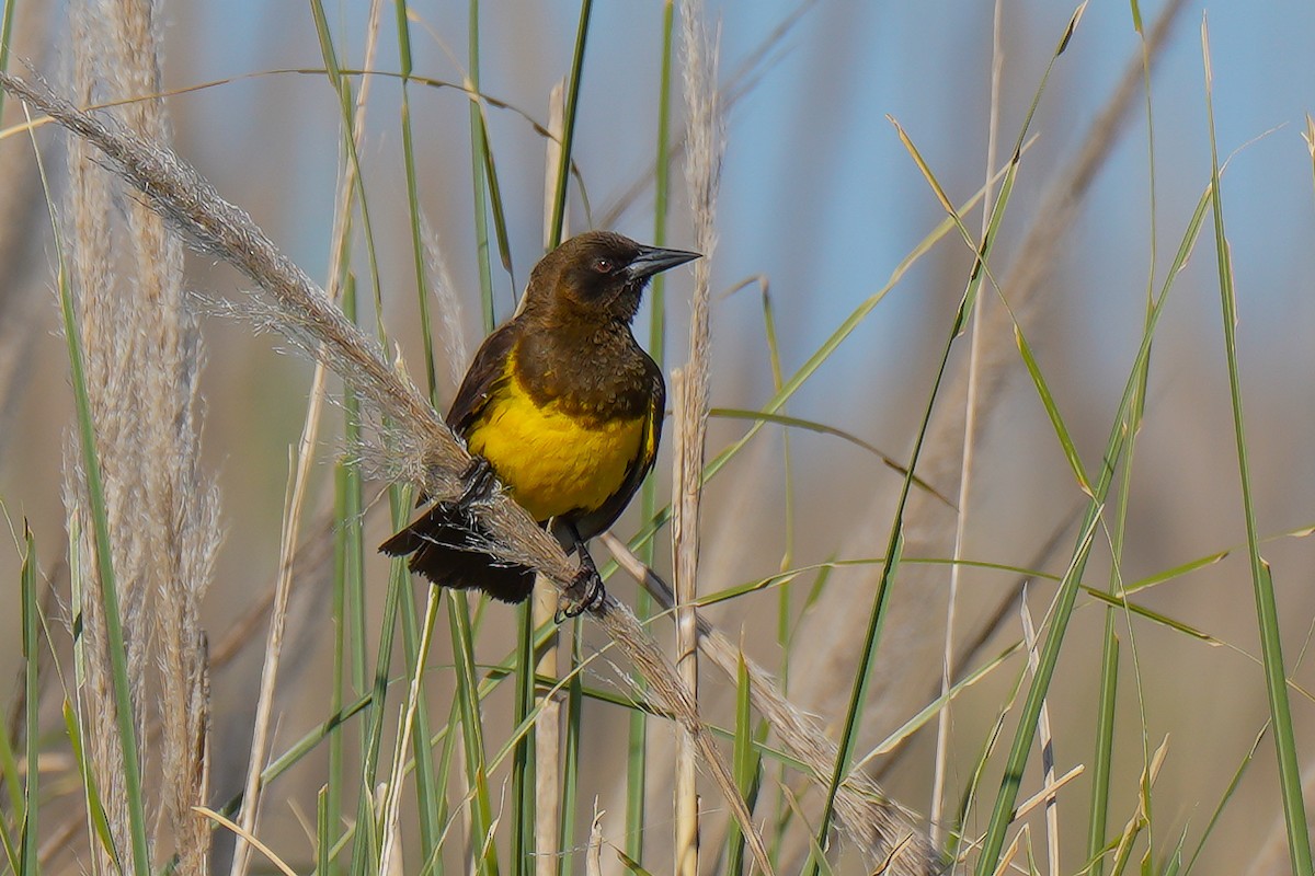 Brown-and-yellow Marshbird - Luis Piñeyrua